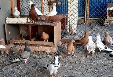 отдам даром попугая жако: Желтые и красные голуби пара1000 сом — 7