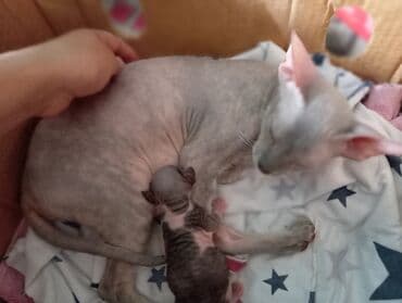 домик для кот: Донской сфинкс, 1 год, Девочка, Приучена к лотку — 2