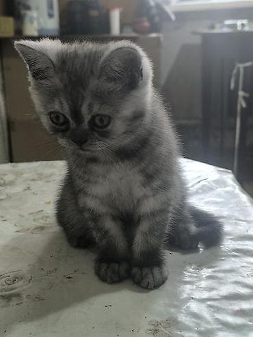 котята веслоухие: Скотиш Страйт (Шотландская прямоухая), 2 месяца, Девочка, Приучена к лотку — 2