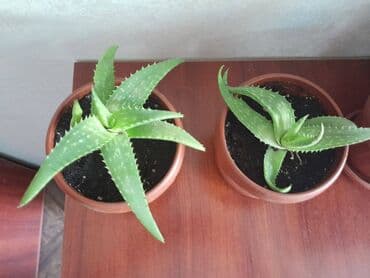 алоэ вера форевер: Алоэ - вера. Алоэ вера обладает бактерицидными — 2