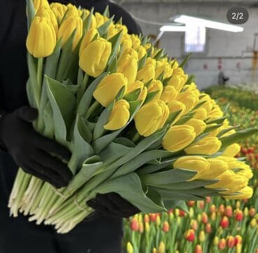 букет для невесты: Тюльпаны оптом 🌸Свежесть весны и аромат праздника – ваш секрет — 5