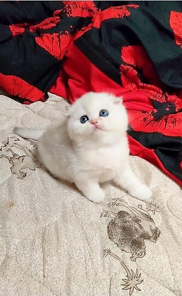 кошеи: Скотиш Фолд (Шотландская вислоухая), 2 месяца, Девочка, Белый — 5