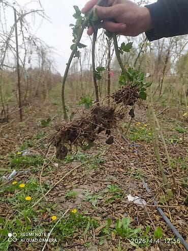 сойушка кой: Саженцы ежевики (корнесобственные, без шипов) Описание: - Сильные — 2