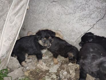 французский бульдог купить бишкек: Щенки метисы, окрас разный: черный, черно‑подпалый и кремовый. На фото — 3