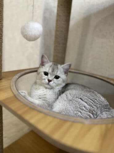 Кемирүүчүлөр: Британ кыска жүндүү, 4 айлык, Ургаачы, Күмүш өңдүү шиншилла, Лотокко барууга үйрөтүлгөн, Курттардан тазаланган, Эмделген — 4