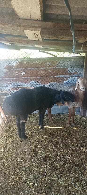 карлик сибрайт: Продаю | Баран (самец) | Для разведения — 5