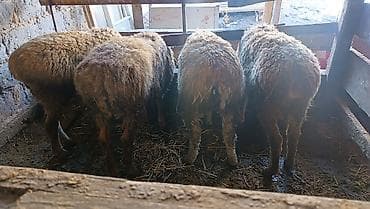 ат байтал: Продаю | Ягненок | Меринос | Для разведения | Ярка — 4