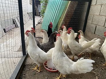 куры жерси: Продаю | Куры | Несушки — 1
