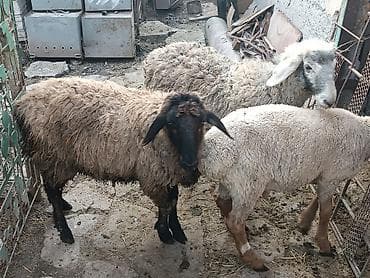 кошка домашный: Продаю | Овца (самка), Баран (самец) | На забой, Для разведения — 8
