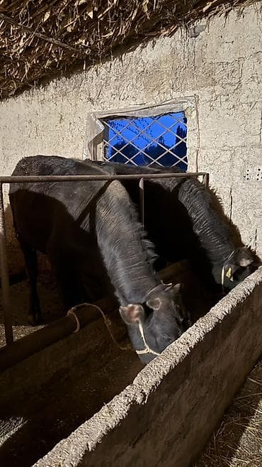 аркан канат: Продаю | Бык (самец) | На откорм | Привязанные — 2