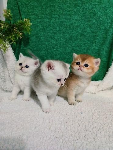 ош котенок: Британская короткошёрстная, 1 месяц, Девочка, Золотая шиншилла — 2