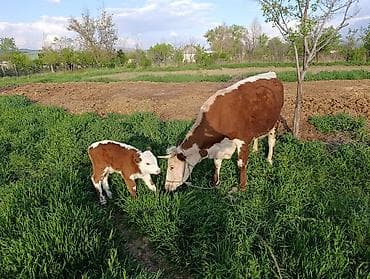 Продам с/х животных: Продаю | Корова (самка) | Герефорд | Для разведения | Привязанные — 2