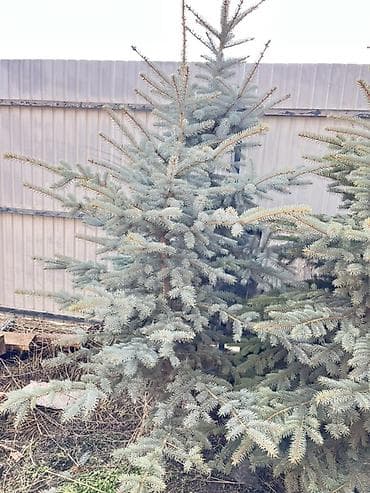 продать яблоки оптом: Ель голубая (Picea pungens, Blue Spruce) для озеленения участков. - — 3