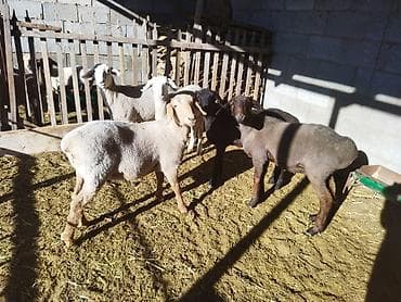 продаю птиц: Продаю | Овца (самка) | Для разведения | Матка — 7