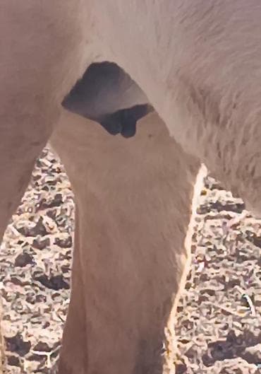 мышык фото: Сатам | Жылкы (эркек) | Аргын, Дончак | Жумушка | Мерин — 2