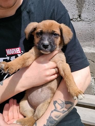 щенки дратхаар: Отдам щенка в добрые и ответственные руки, девочка 🐶 Малыш очень — 2