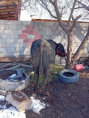 симентал коровы: Продаю | Бык (самец) | Для разведения | Племенные — 1