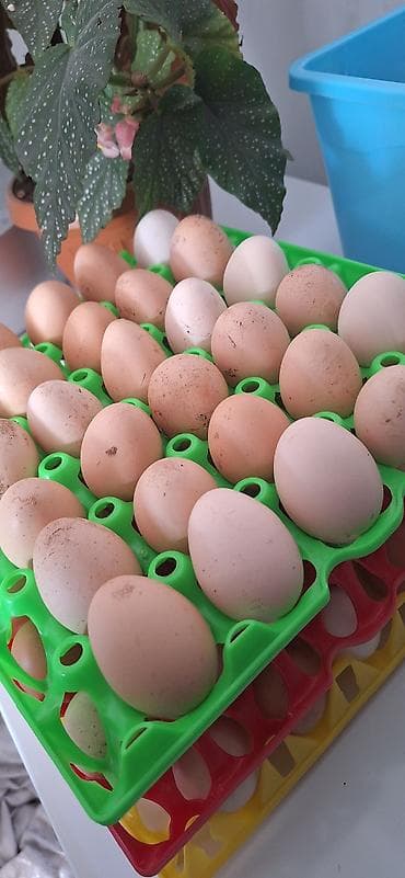 куплю курицу: Продаю | Куры | Несушки — 4