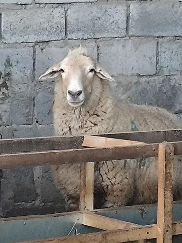 Продаю | Овца (самка) | Для разведения | Матка — 6
