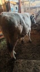 пидбул ош: Продаю | Бык (самец) | На откорм — 6