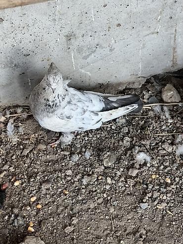 клетки для канареек: Породистые голуби декоративных окрасов. Описание: - Разные масти — 5