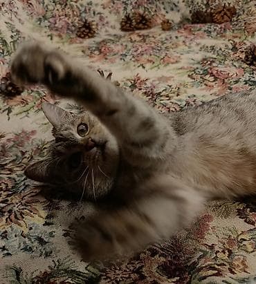 Продажа кошек: Отдам кошечку — 7