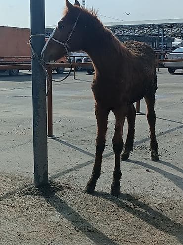 ат сатып алам: Продаю | Жеребенок | Рабочий — 3