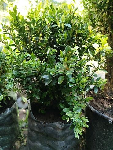 Самшит (Buxus sempervirens) в контейнере - Компактные густые кусты с