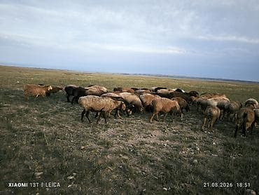 порода телята: Продаю | Баран (самец) | Эдильбаевская | На забой | Матка — 3