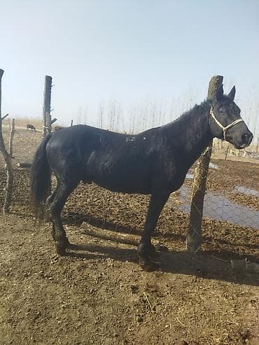 Мышыктар: Сатам | Жылкы (эркек) | Көбөйтүү үчүн | Асыл тукумдуу — 8