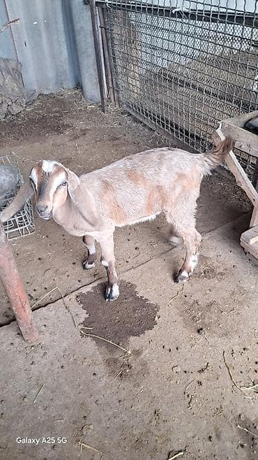 обезьяна живой: Продаю | Козлёнок | Нубийская | Для разведения — 5