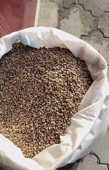 чон айгыр: Эспарцет оптом 
Гарантия 100% — 2