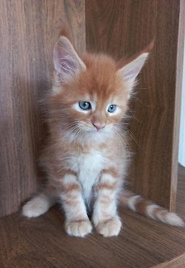 буудай баасы 2026: 🐾🐈Предлагаются к ранней брони очаровательные котята мейн-кун — 2