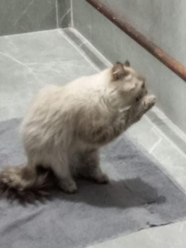 сколько стоит британские кошки: Одам кошку даром девочка спокойной любит спать очень красивый🛐 — 10