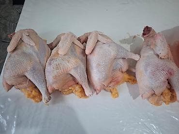 грибы медвежьи ушки: Продаю тушы домашних кур,350 сом тушки. Тушки компактные, с — 1