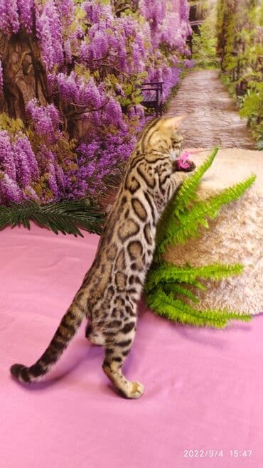 новорожденные котята: Красивейшие Бенгальские котята 3мес девочки и мальчики. Проф питомник — 4