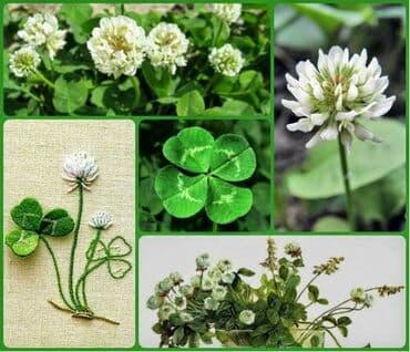 саженцы для сада: Семена КЛЕВЕРА ДЕКОРАТИВНОГО🍀 🍀 Клевер белый декоративный — 2