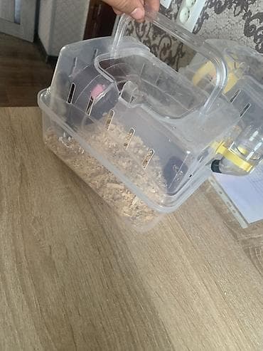 хомяки даром: Хомячок джунгарик с комплектом для содержания. - Вид: карликовый — 1