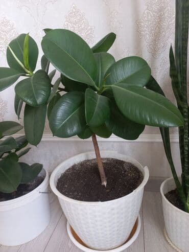 купить саженцы цветов в бишкеке: Молодой саженец лимона с зелеными листьями, посаженный в белый — 14