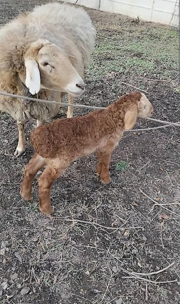 ат аренда: Продаю | Баран (самец) | Полукровка | Матка — 6
