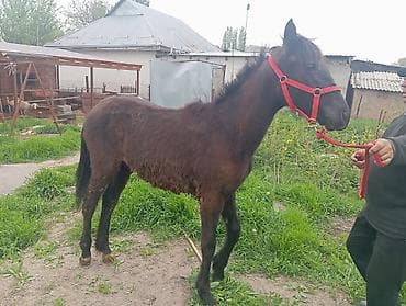 цена вислоухой кошки: Продаю | Жеребенок | Рабочий — 6