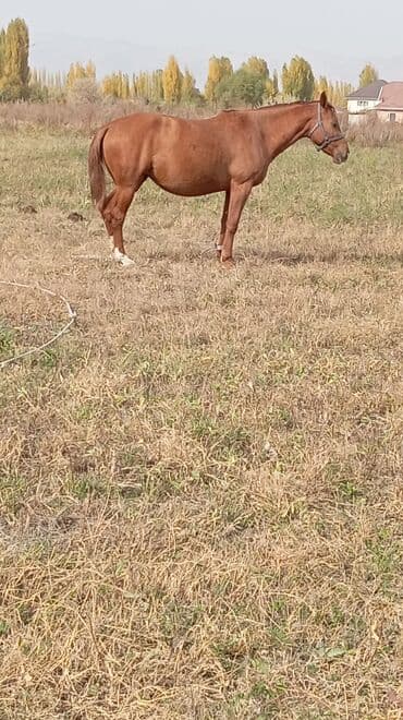 сколько стоит собака породы доберман: Продаю | Жеребец | Дончак | Конный спорт — 9