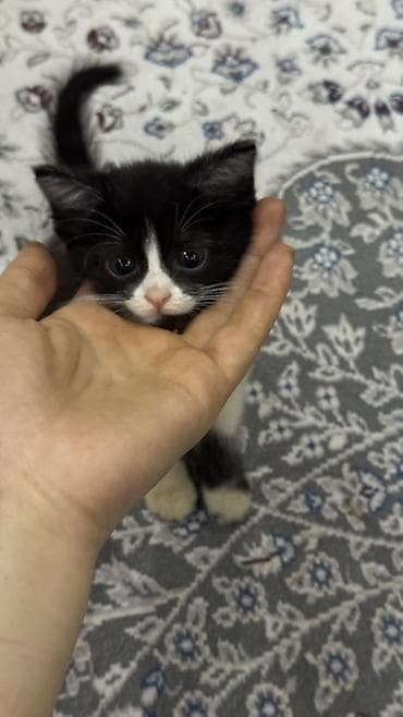 кошка манчкин: Котёнок, окраса «чёрный с белым» (тигровые лапки-носочки и белая — 7
