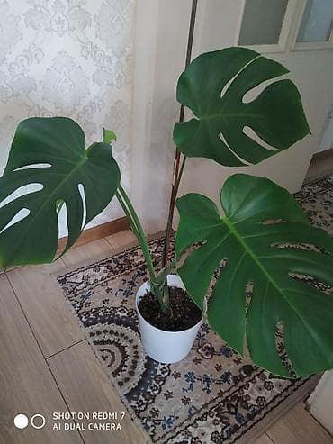 монстера манки: Монстера деликатесная (Monstera deliciosa) в горшке - Крупное — 2