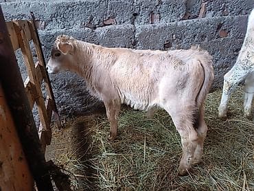 корова ангус: Продаю | Тёлка | На откорм | Племенные — 1