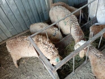 отдам в хорошие руки собаку: Другие животные — 2