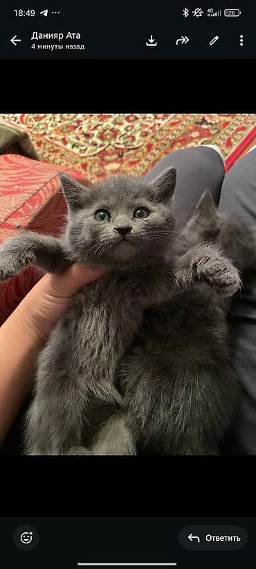 сфинкс кот цена: Русская голубая, 2 месяца, Девочка, Серый, Метис — 1