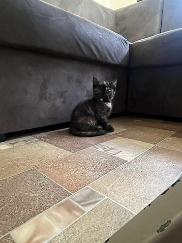 Үй жаныбарлары: Котята, помёт из четырех малышей: - Рыже-белый: короткошёрстный, белая — 5