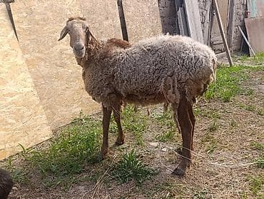 шиншилла грызун: Продаю | Овца (самка), Ягненок, Баран (самец) — 4