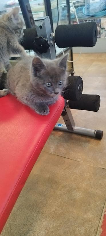 продаю котёнка: Пушистые котята серого и дымчатого окраса, проглистованы, по 2 месяца — 9